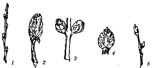 Почки на деревьях трафарет