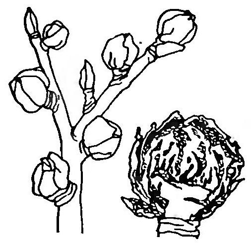 Почки раскраска для детей