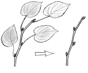 Строение побега у березы липы