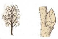 Раскраски почка на дереве (31 фото)