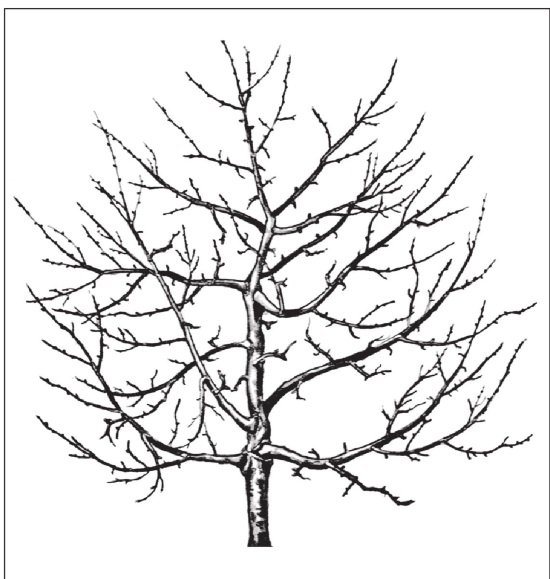 Ветка яблони без листьев