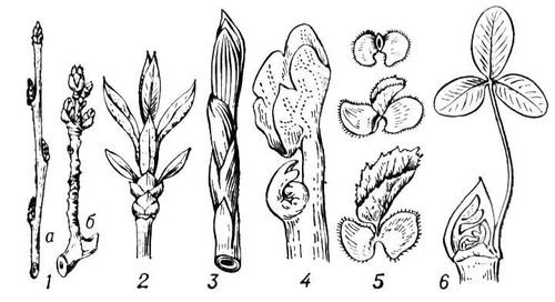 Раскраска почки на деревьях