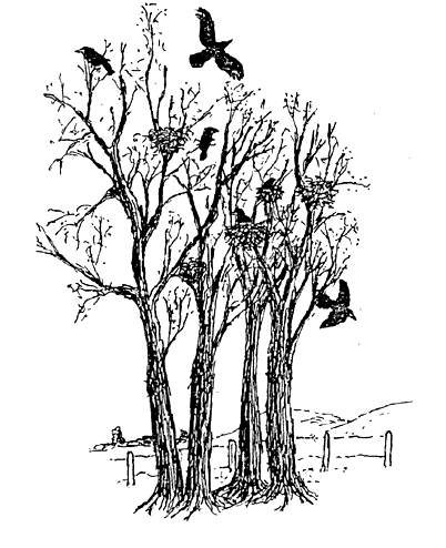 Нарисуй на деревьях Грачиные гнёзда