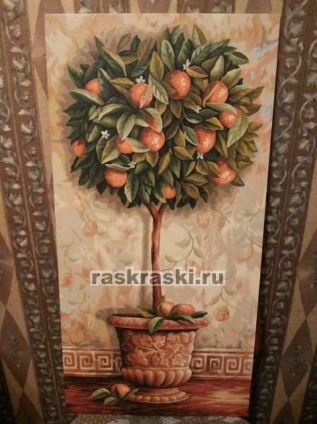 Апельсиновое дерево Schipper