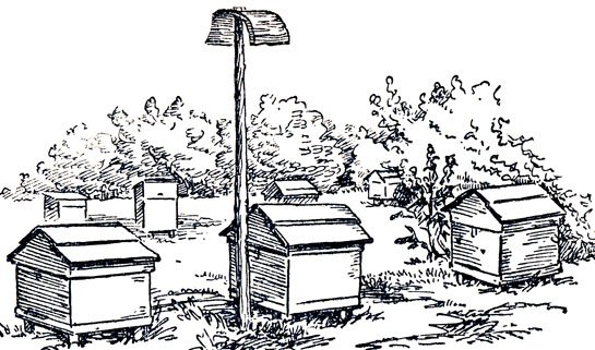 Пасека карандаш