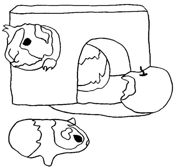 Раскраска морская Свинка