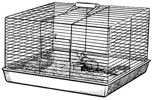 Раскраска хомяк в клетке