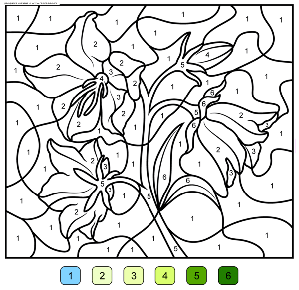 Раскраска по номерам цветы