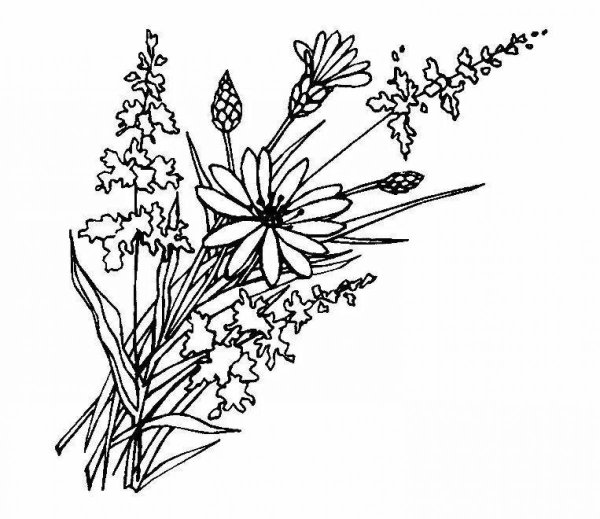 Зарисовки полевых цветов