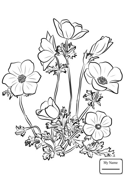 Ветреница Лесная раскраска