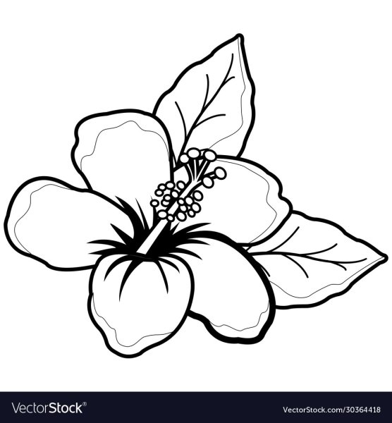 Гавайские цветы раскраска