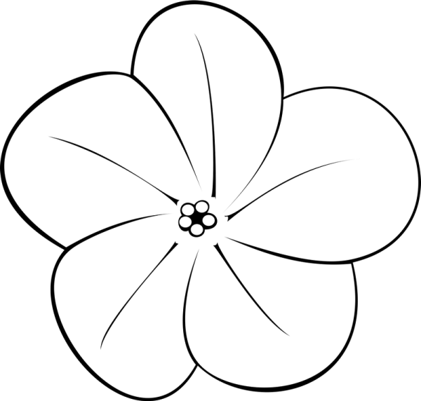 Франжипани цветок