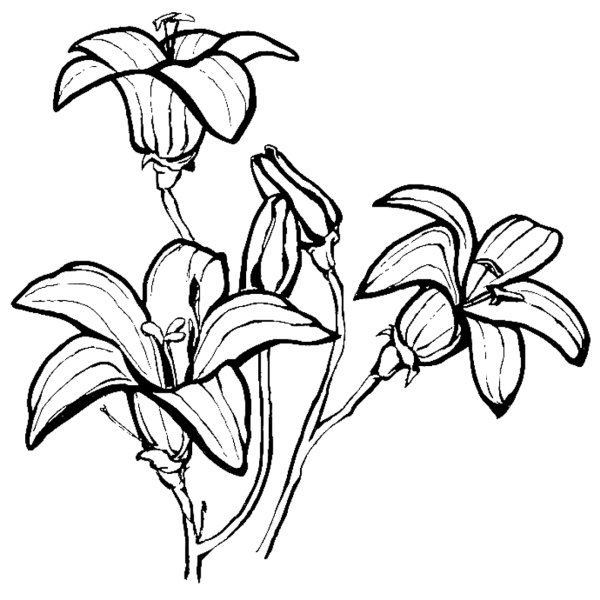 Раскраска колокольчик цветок