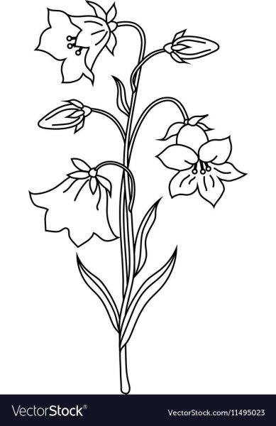 Колокольчик цветок раскраска для детей