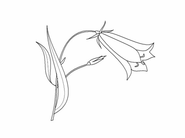 Колокольчик раскраска