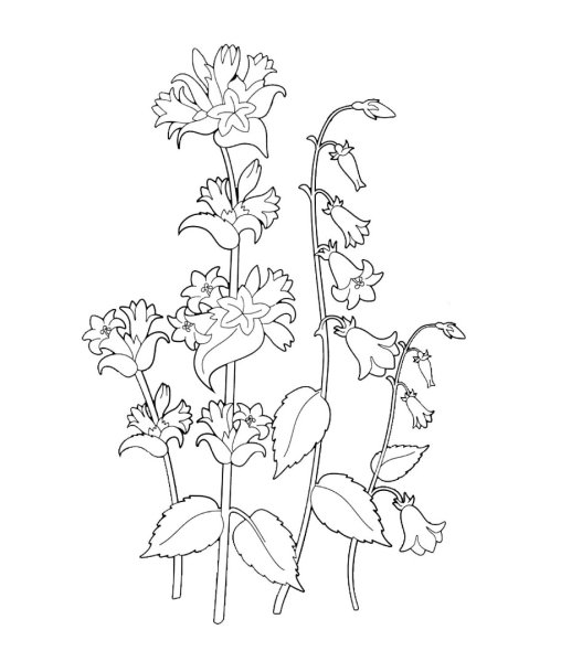 Раскраска колокольчик цветок
