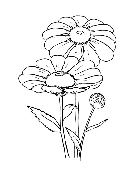 Ромашка раскраска