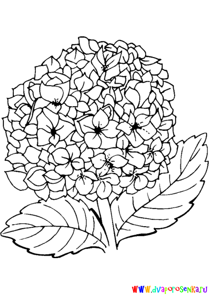 Гортензия кустарник