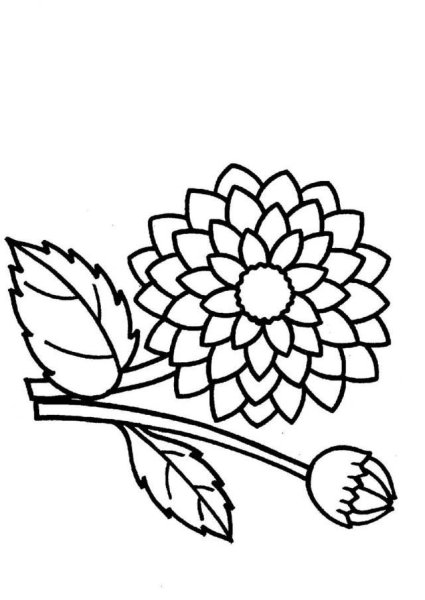 Раскраска цветы георгины