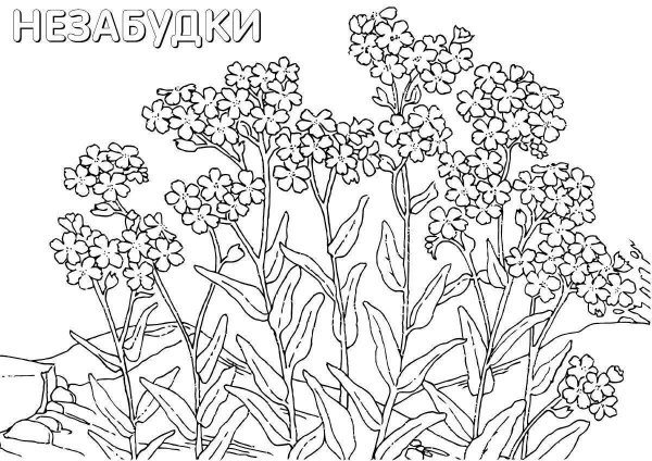 Полевые цветы раскраска