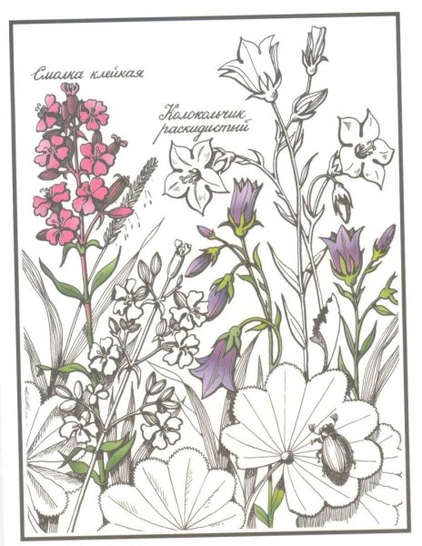 Раскраска полевые и луговые цветы