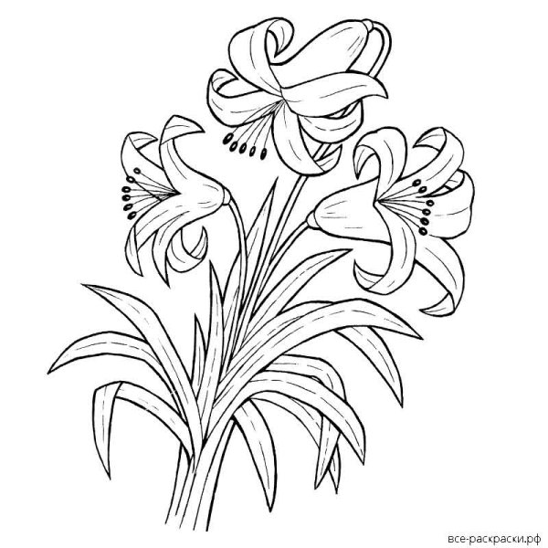 Лилии раскраска