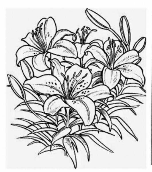Раскраска цветы лилии