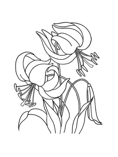 Лилия саранка черно белые