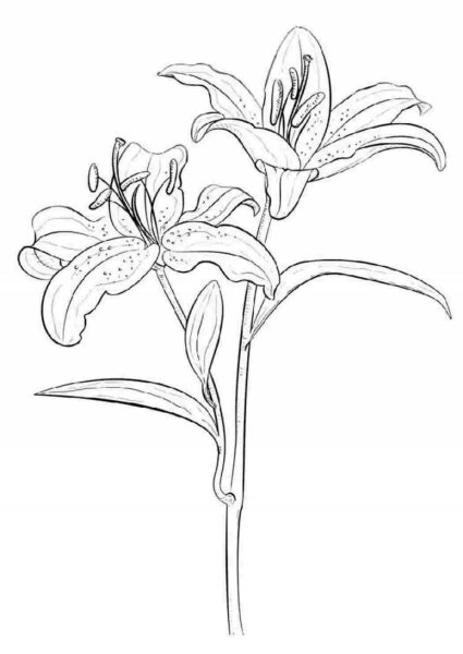 Лилия саранка раскраска