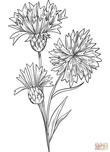 Василек Талиева раскраска