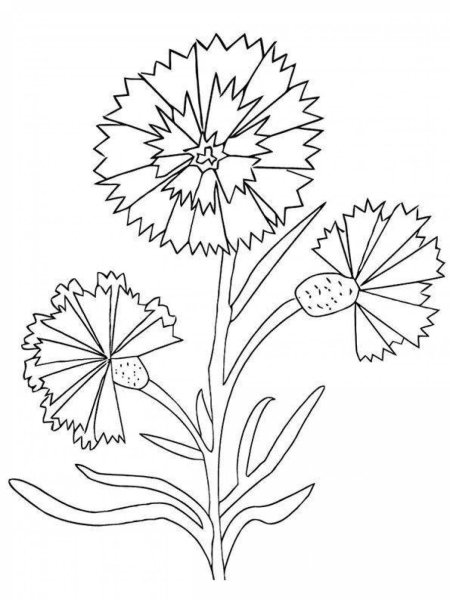 Раскраски цветы васильки
