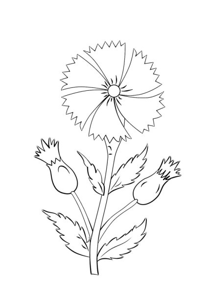 Раскраска Василек цветок