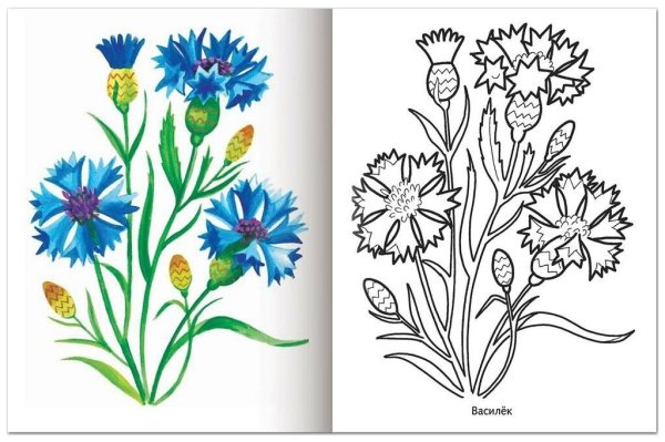 Василек раскраска для детей