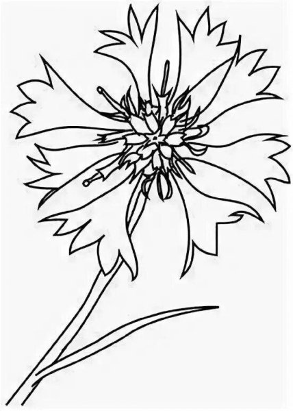 Василек раскраска