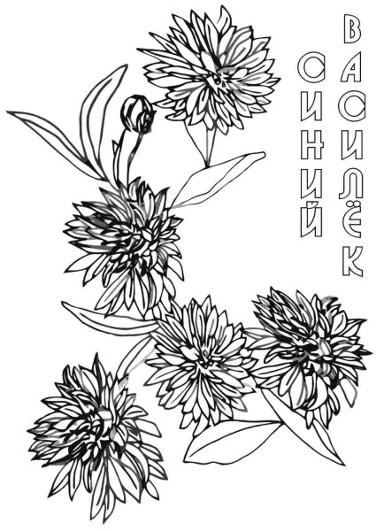 Раскраска Василек цветок