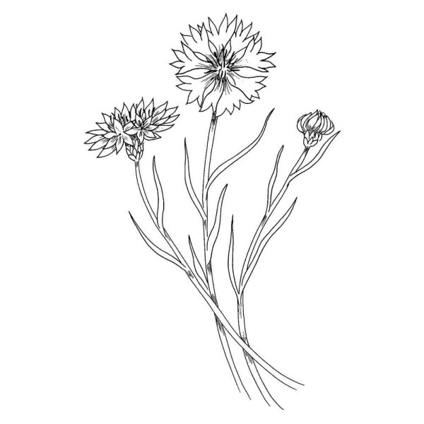 Василек Талиева раскраска