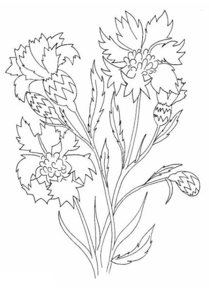 Васильки раскраска