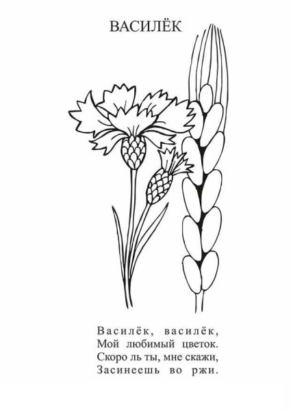 Василек раскраска