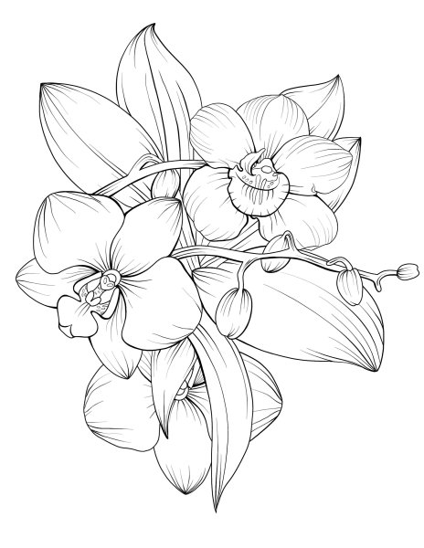 Раскраска цветы орхидеи