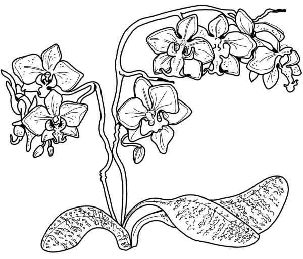 Орхидея раскраска для детей