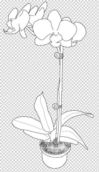 Орхидея раскраска для детей