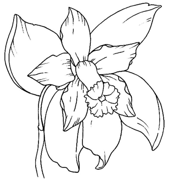 Орхидея раскраска для детей