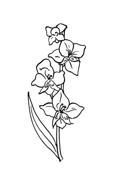 Цветы гладиолусы орхидеи