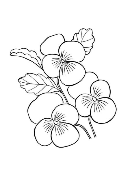 Разукрашки фиалки