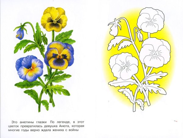Анютины глазки раскраска