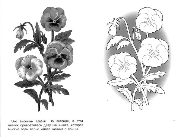 Анютины глазки картинка раскраска