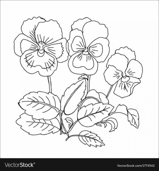 Фиалка раскраска для детей