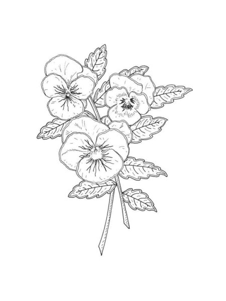 Анютины глазки раскраска