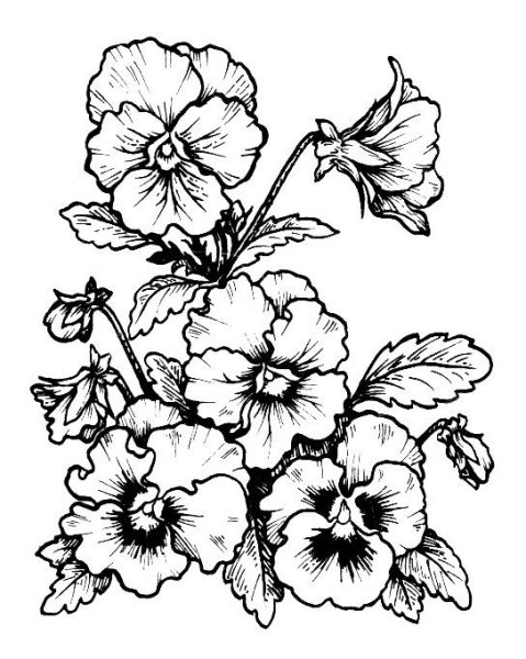 Контурный цветок Анютины глазки