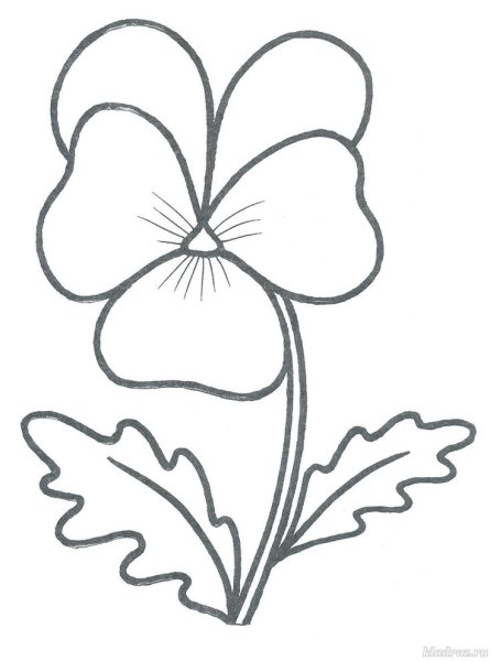 Узамбарская фиалка раскраска